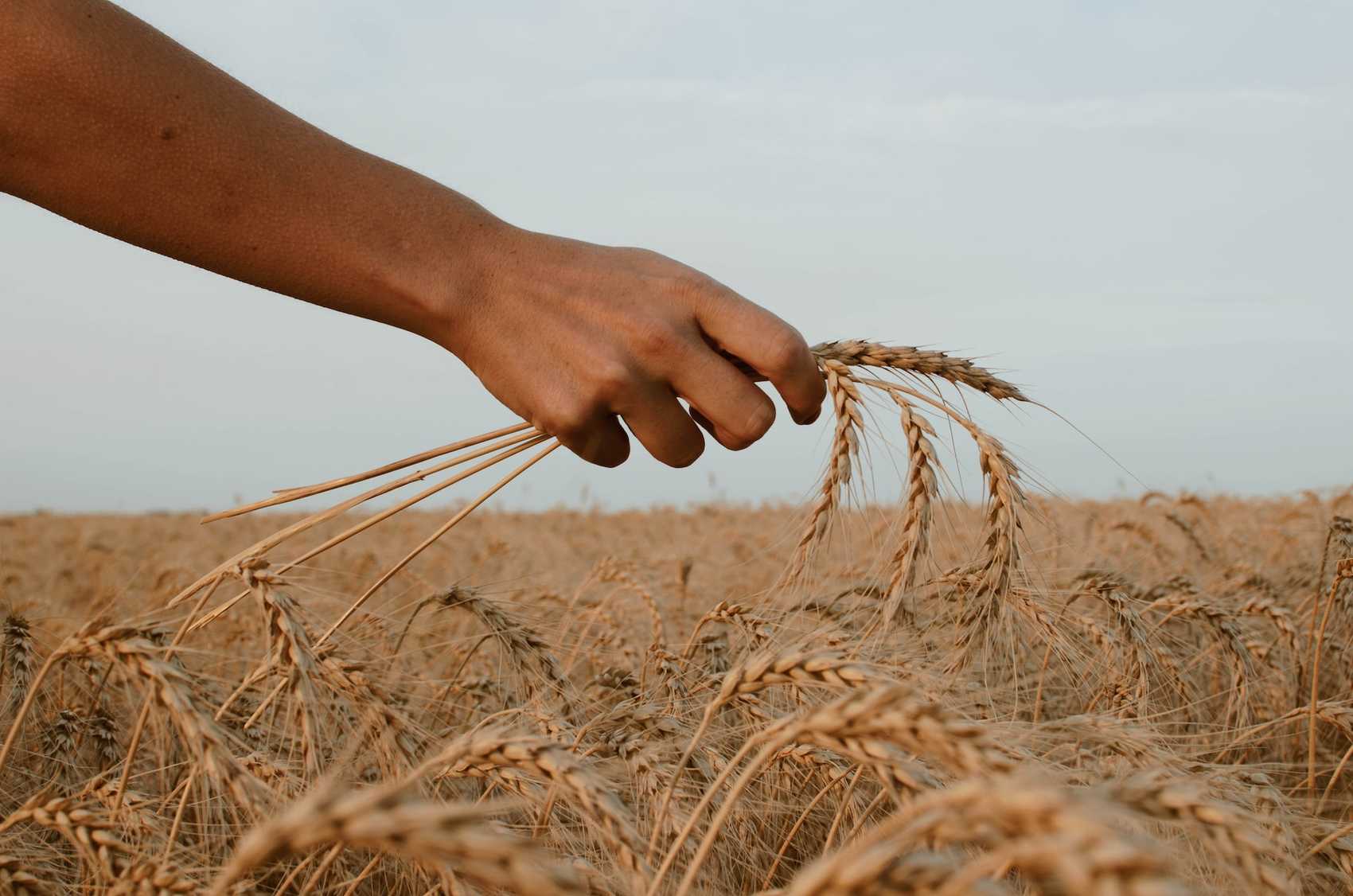 Hand grasping wheat