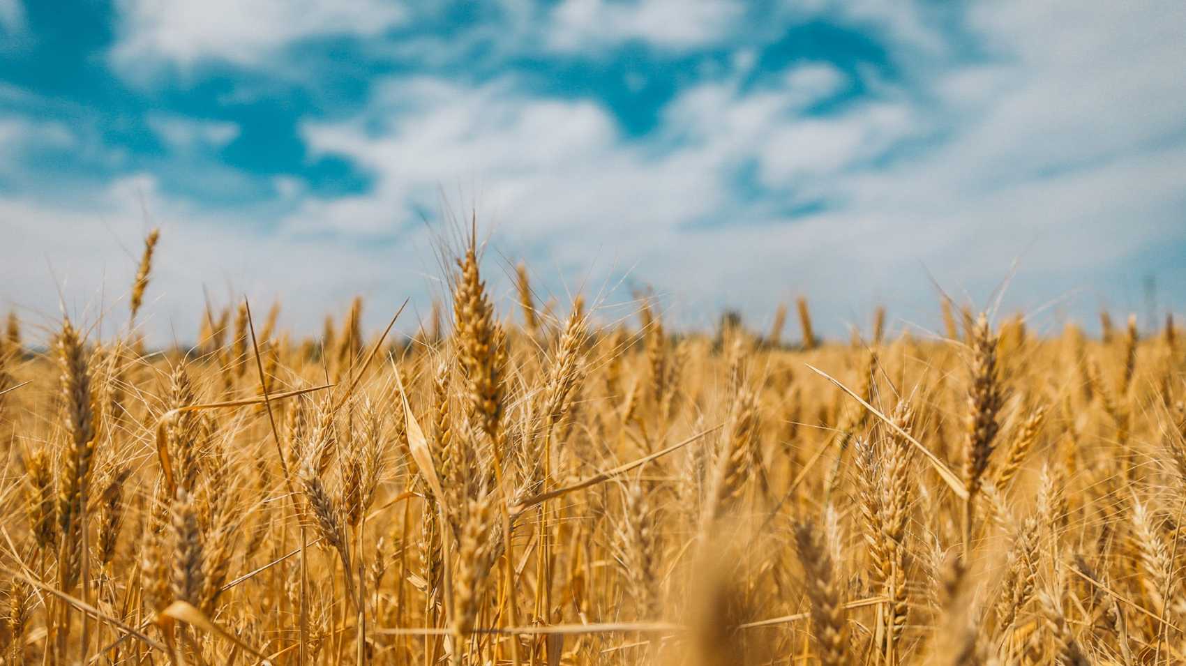 A wheatfield under a cloudy sky