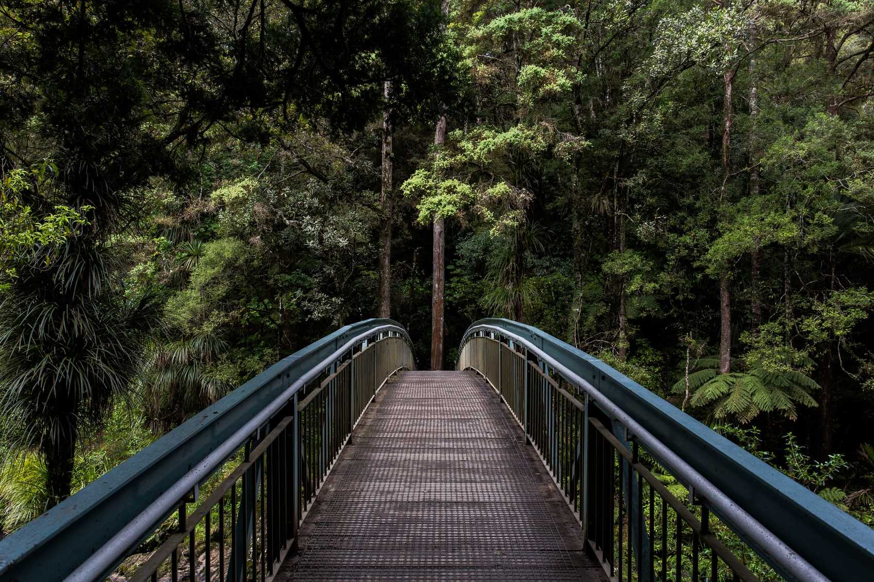 Bridge through trees