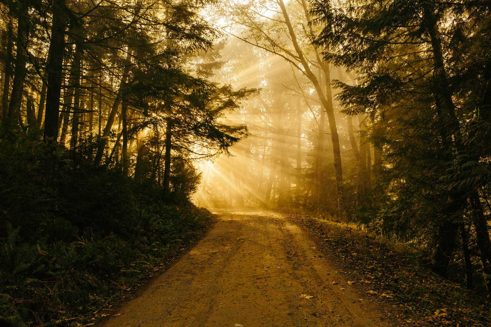 Light shining in path with trees